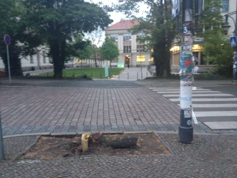 Anfrage zu Standorten für neue Straßenbäume im Stadtgebiet