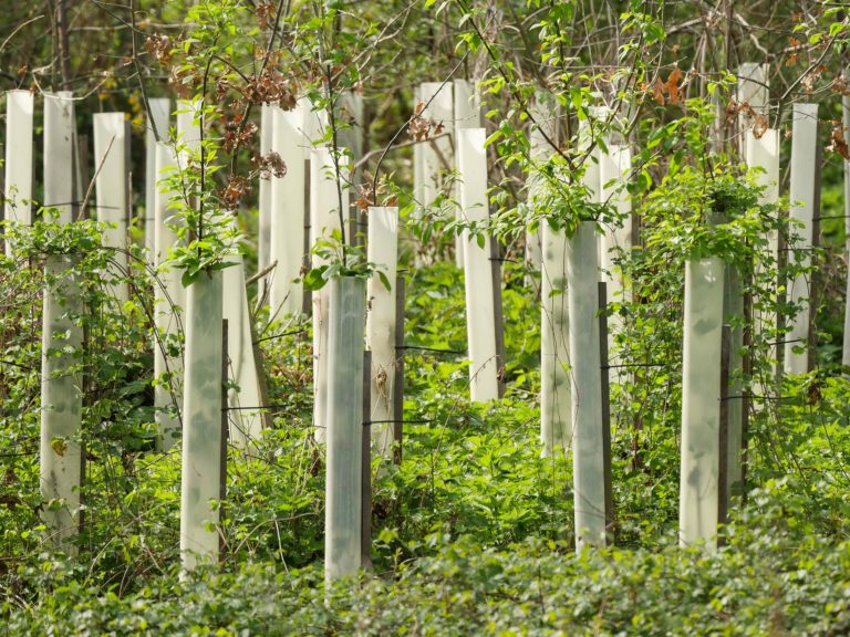 Anfrage zu Ausgleichs- und Ersatzmaßnahmen für den Star Park