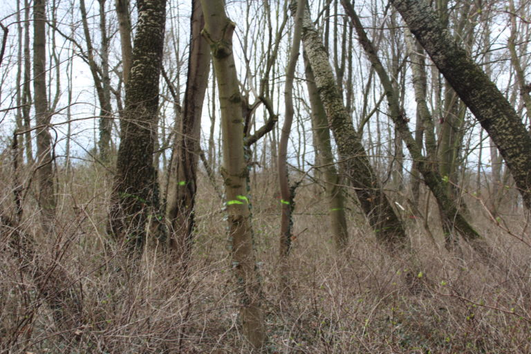 Anfrage zum aktuellen Stand der Fluthilfemaßnahmen im Bereich Peißnitz/Ziegelwiese