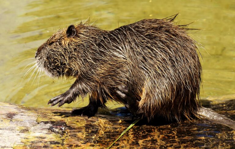 Anfrage zur Nutriapopulation in Halle (Saale)